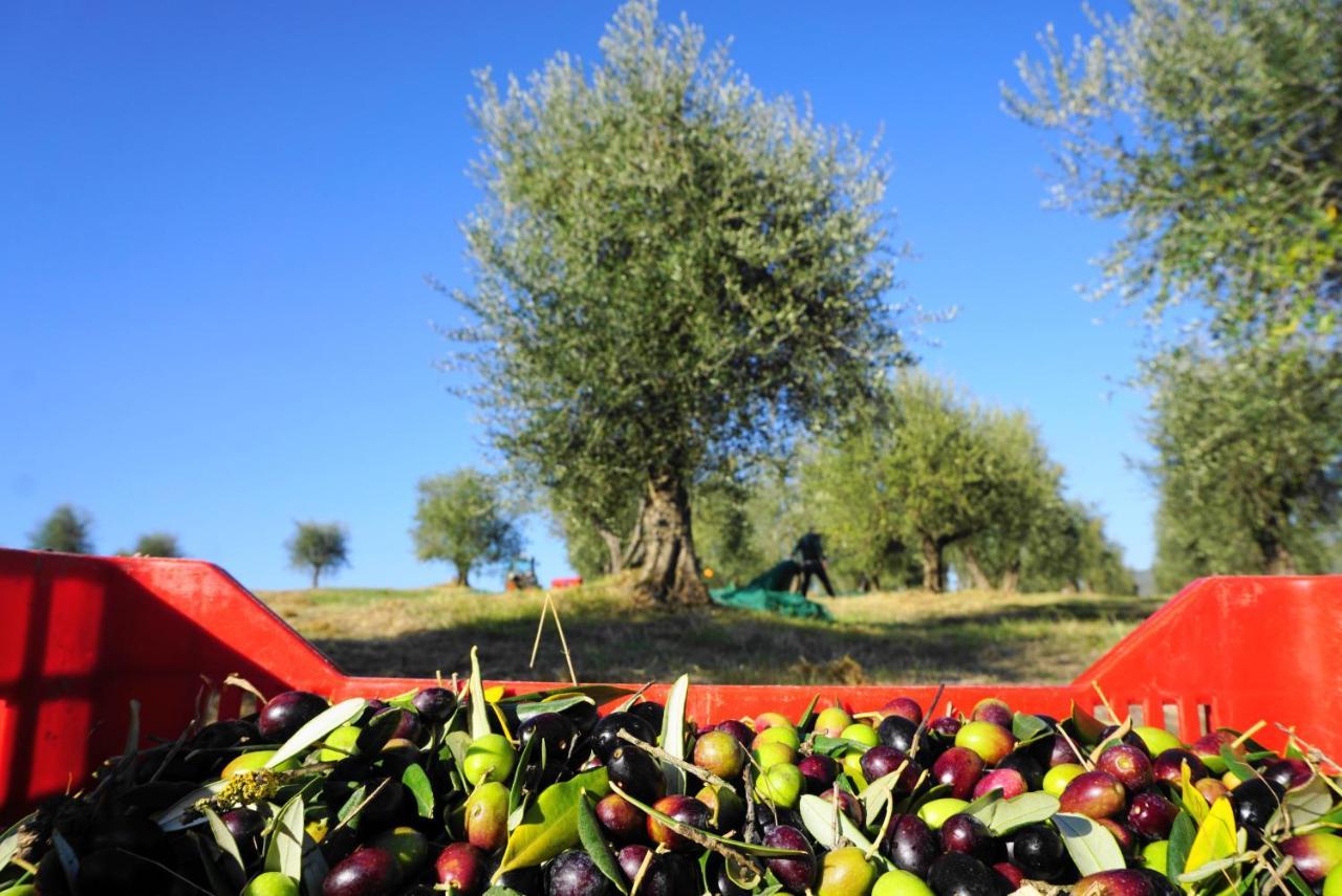 Villa Fattoria Lornano Winery Monteriggioni Exterior foto